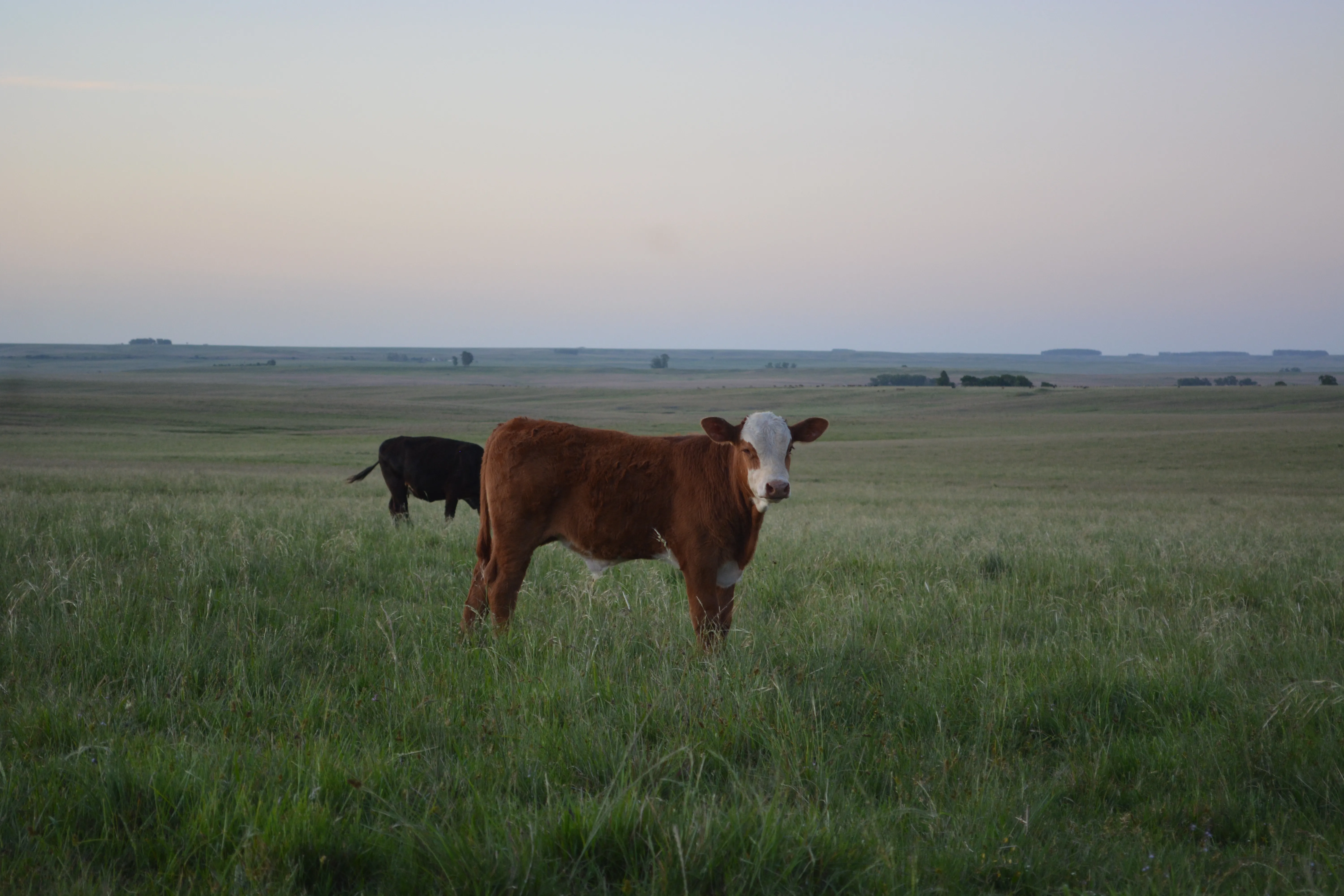 Ganado en pasturas uruguayas